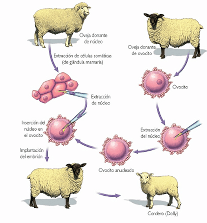 CLONACIÓN Tipos de clonación