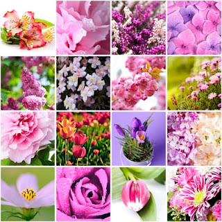 16 fotos de flores de colores