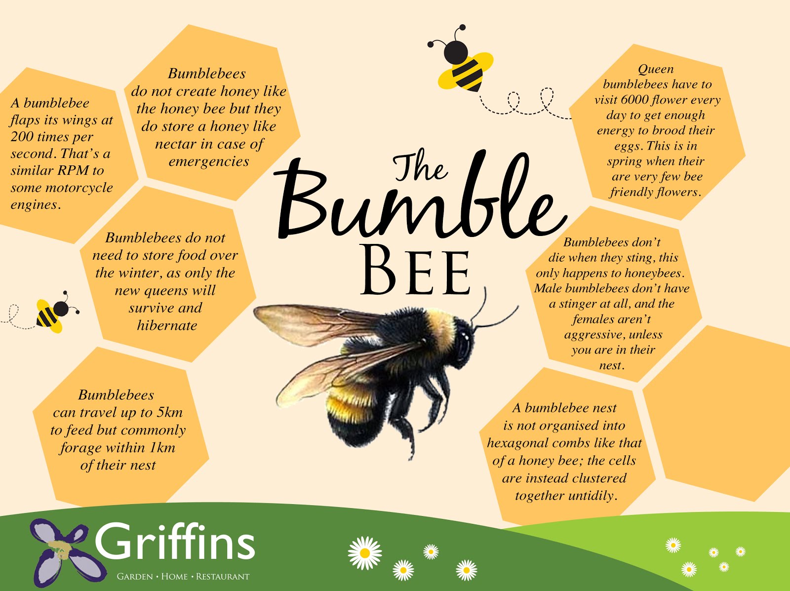 Bee Happy , Bee Friendly , Our Fun Facts about Bees