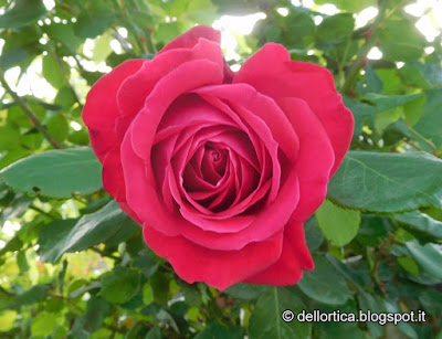 rosa del giardino visitabile dell azienda agricola dell ortica a Savigno Valsamoggia Bologna vicino Zocca nell appennino