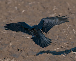 raven bird tail feathers ravens birds flying wings crows reference different common google sunset soegning overhead noticed interesting way exposure