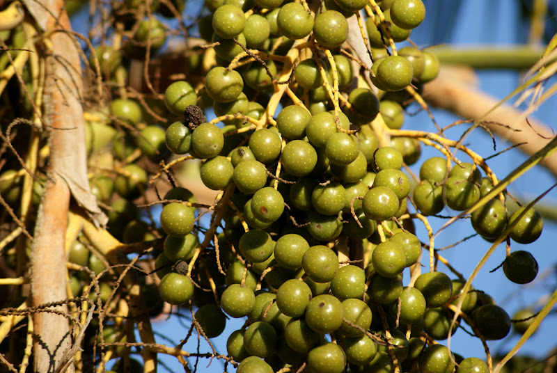A photo, A thought............ Plant Palm nuts in South California