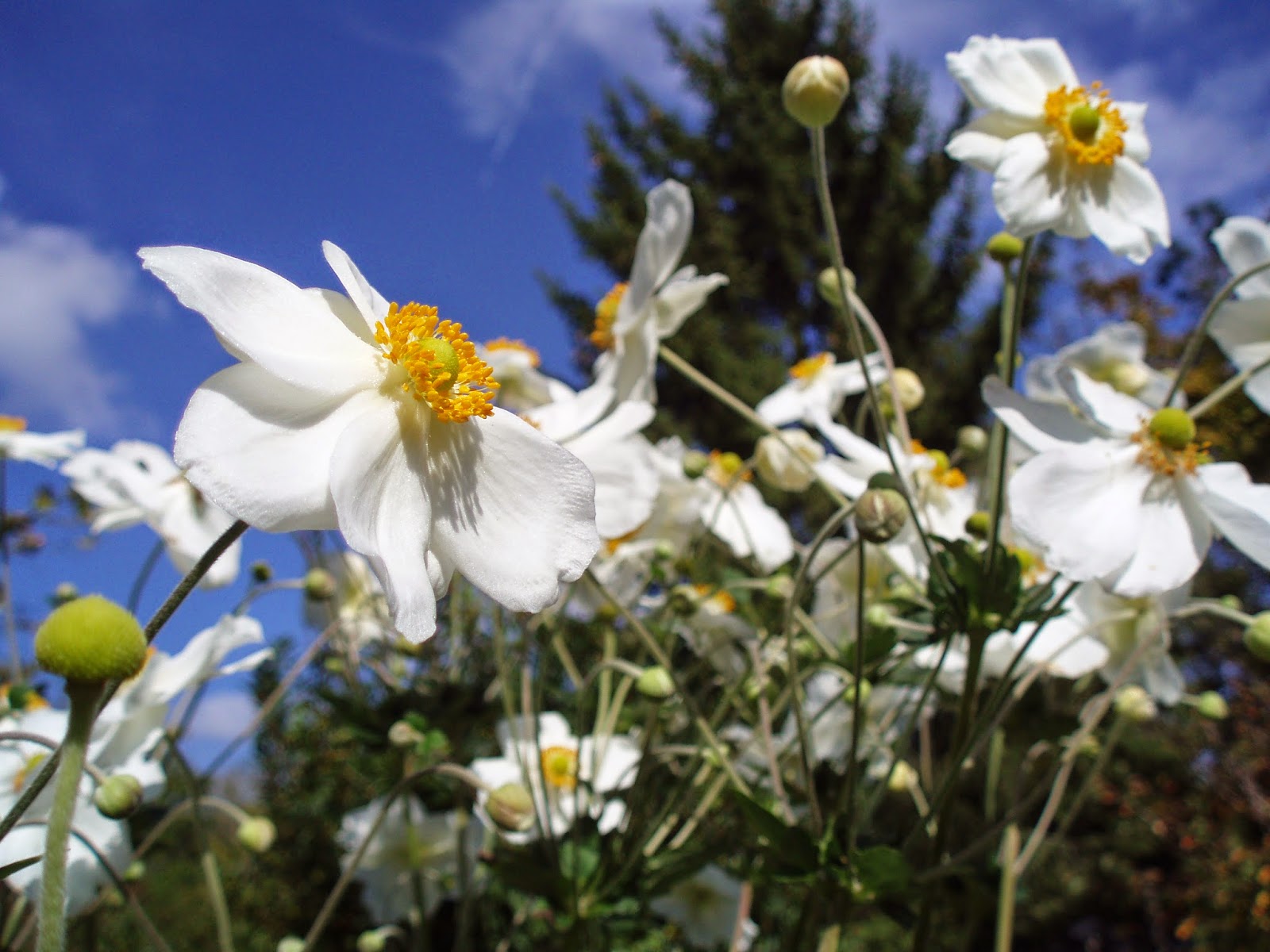 PAMELAPOPO Fleurs du mois de septembre