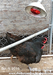 winter heat chickens lamp
