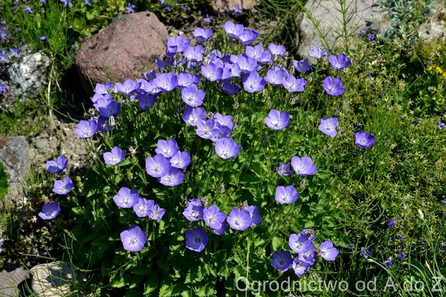Dzwonek karpacki Campanula carpatica