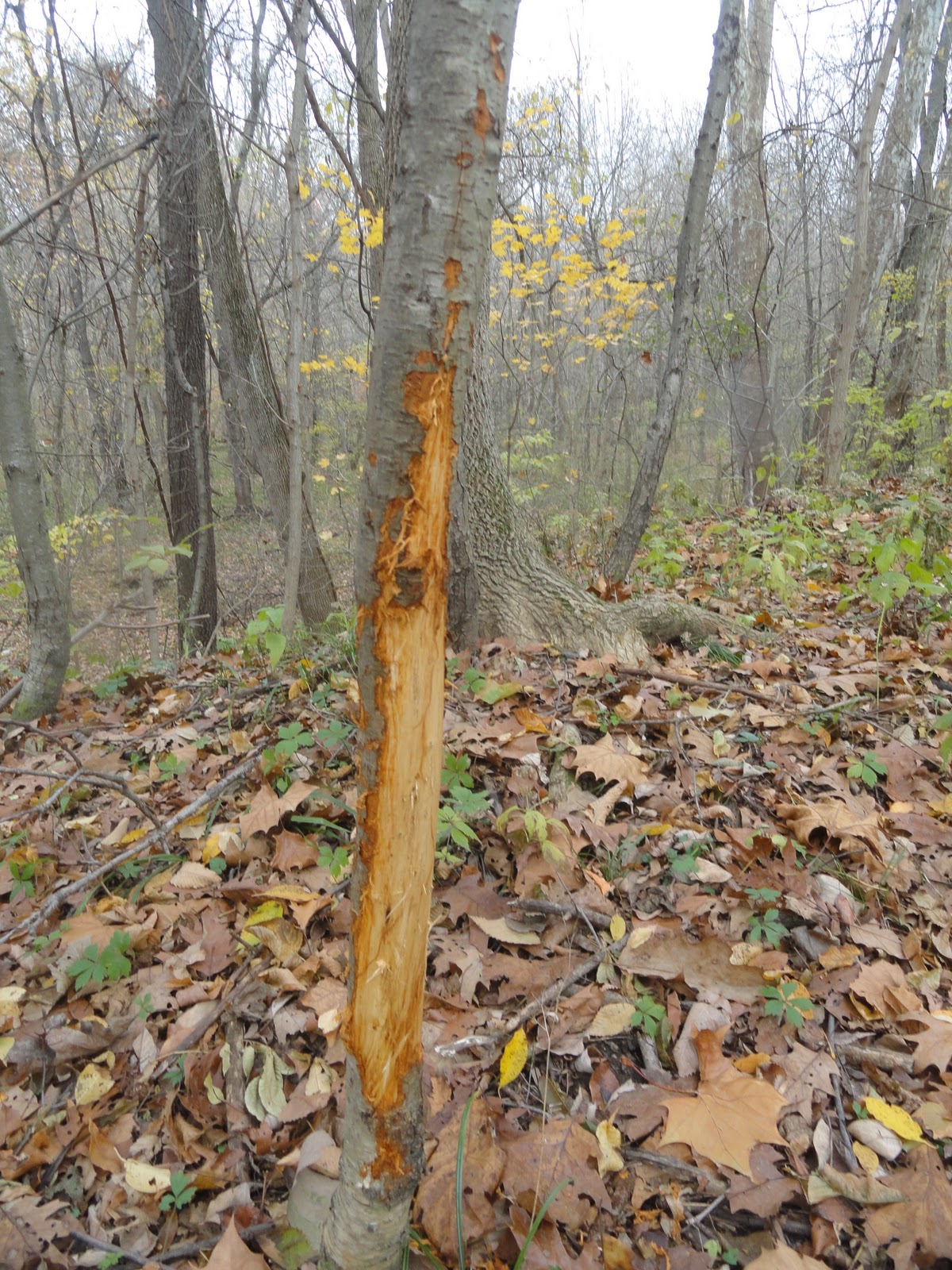 Life at the Blue Rock Ranch: Signs of the Rut