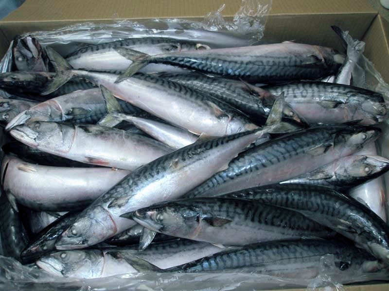 Indonesian Mackerel Supplier Benefits and Reasons to Buy Mackerel