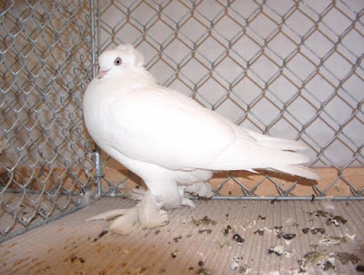 East Prussian Tumblers white pigeons - beautiful pigeons