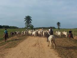 YOPAL CASANARE