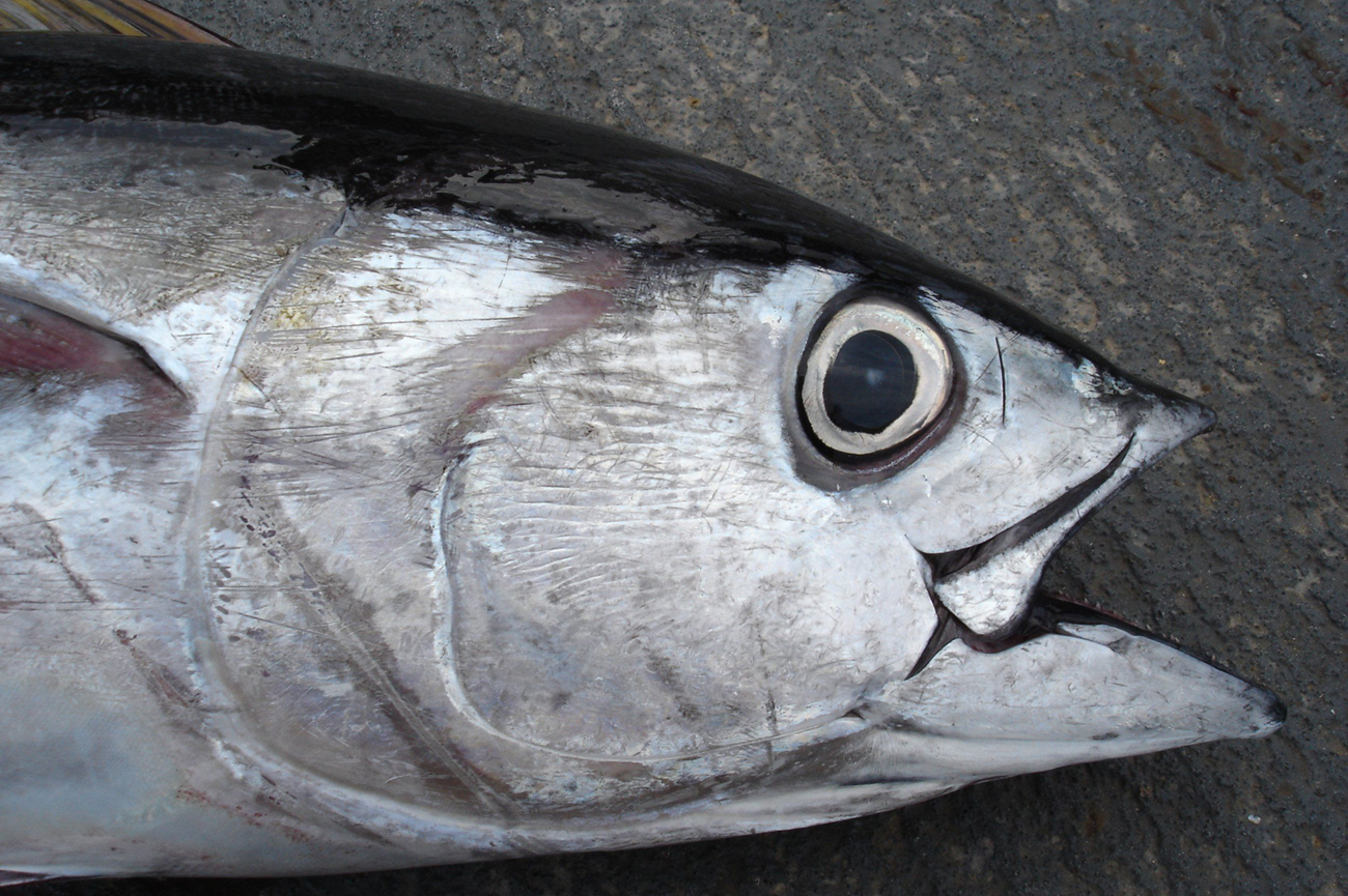 How to Cook Tuna Head Recipe Easily? Try This! Tuna Skipjack Frozen