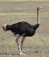5 Lines on Ostrich in Hindi 