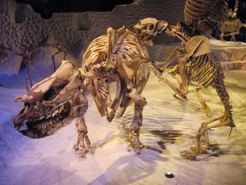 Travels of Jackie and Randy Florida Museum of Natural History