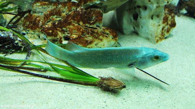 Acquario dell' Elba, Marina di Campo