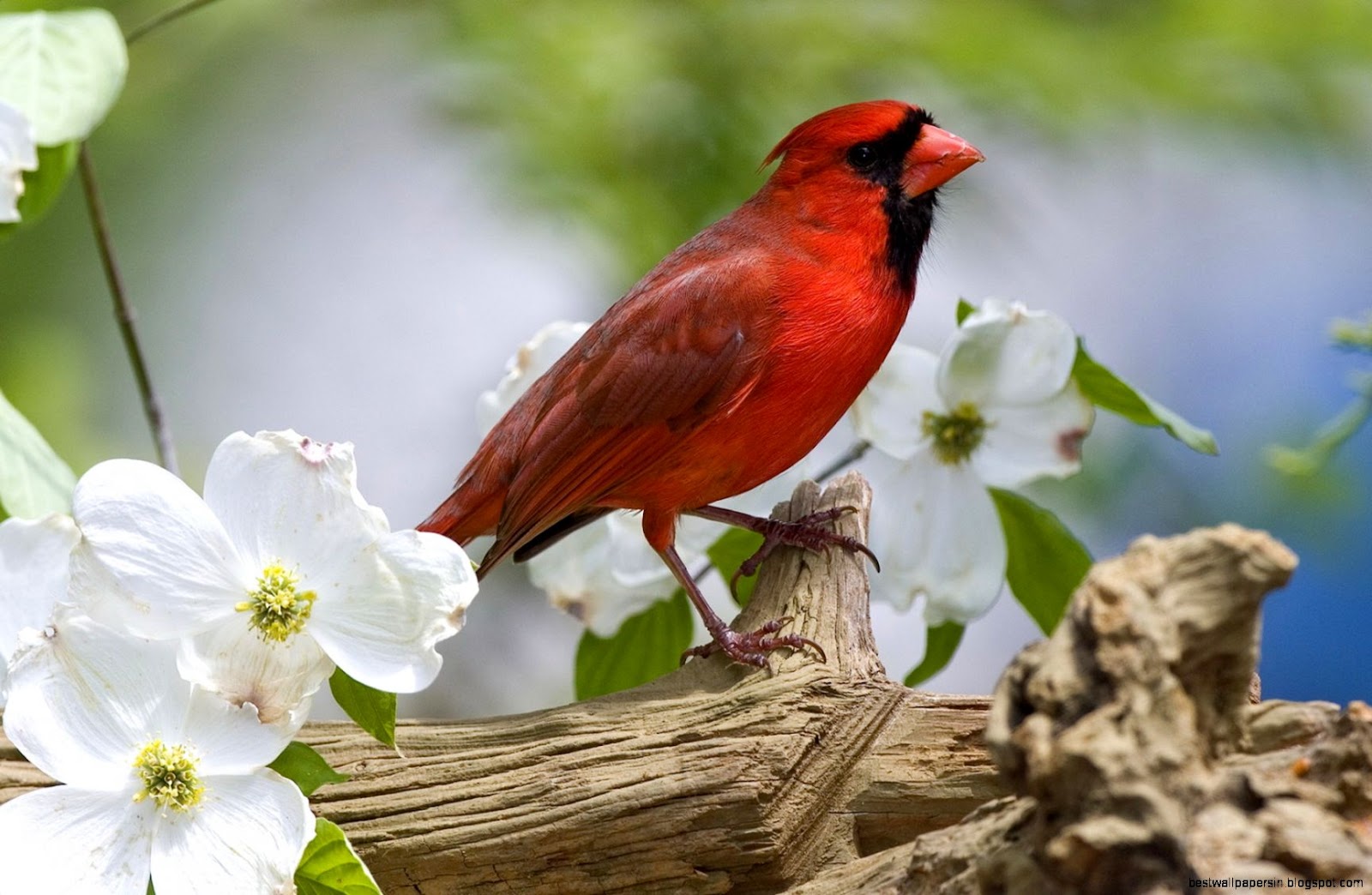Red Cardinal Bird Spring