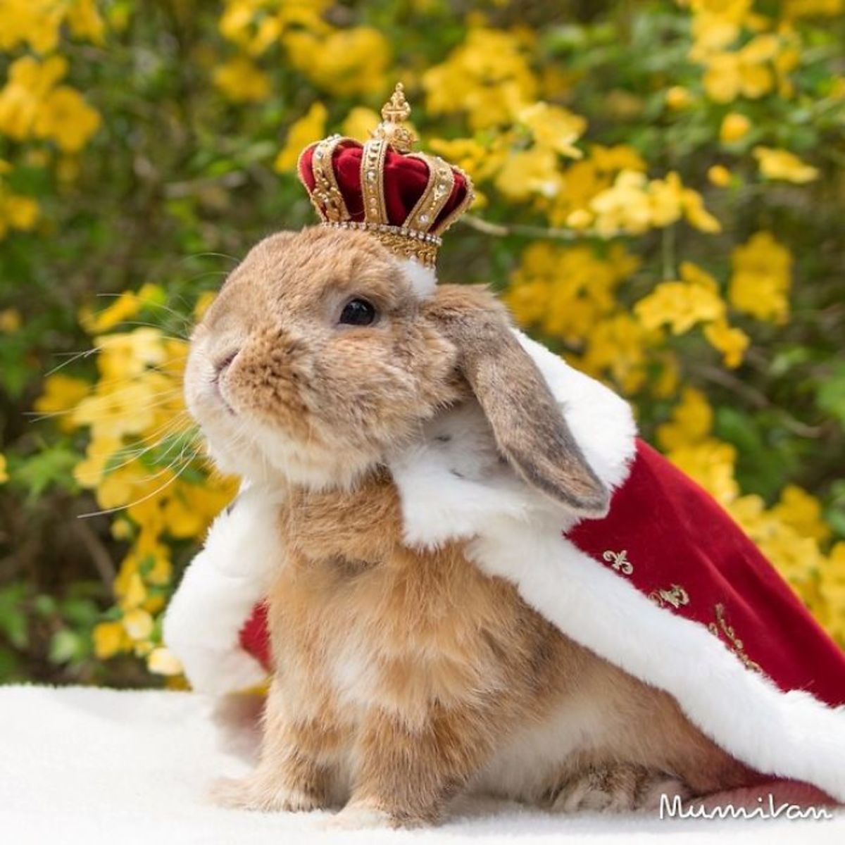 Год кролика хороший. Кролик Пуи Пуи. Красивый кролик. Новогодний заяц. Милые кролики.