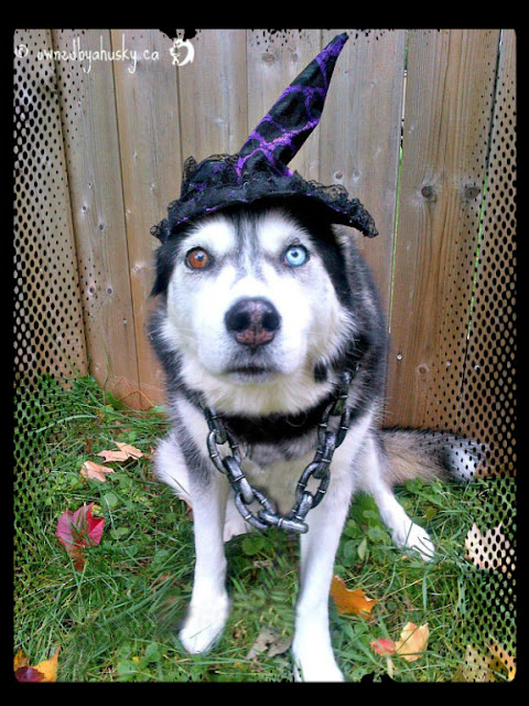 Huskies In Costume!