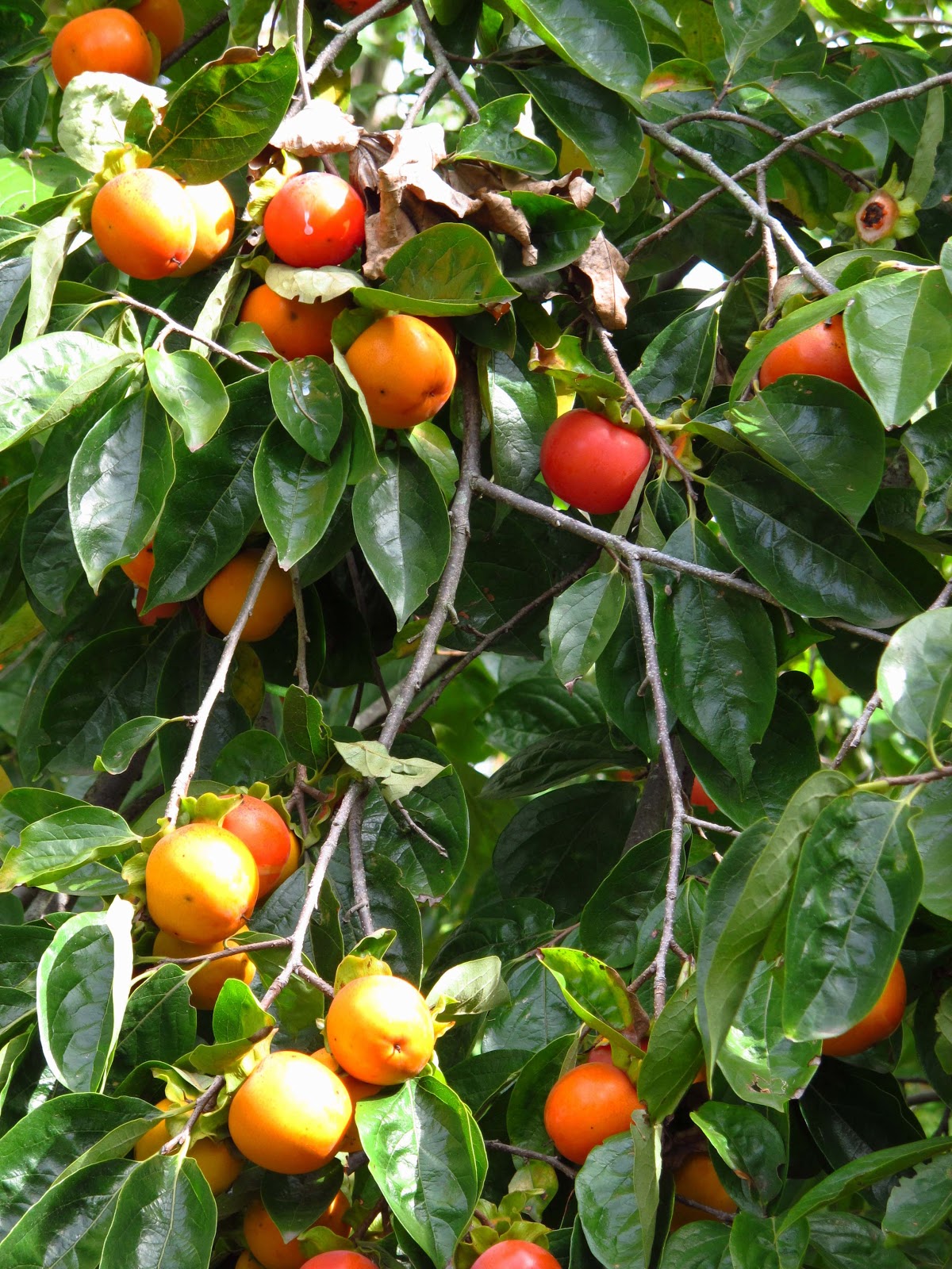 Kakis Séchés Bio En Ligne | Fruits Secs