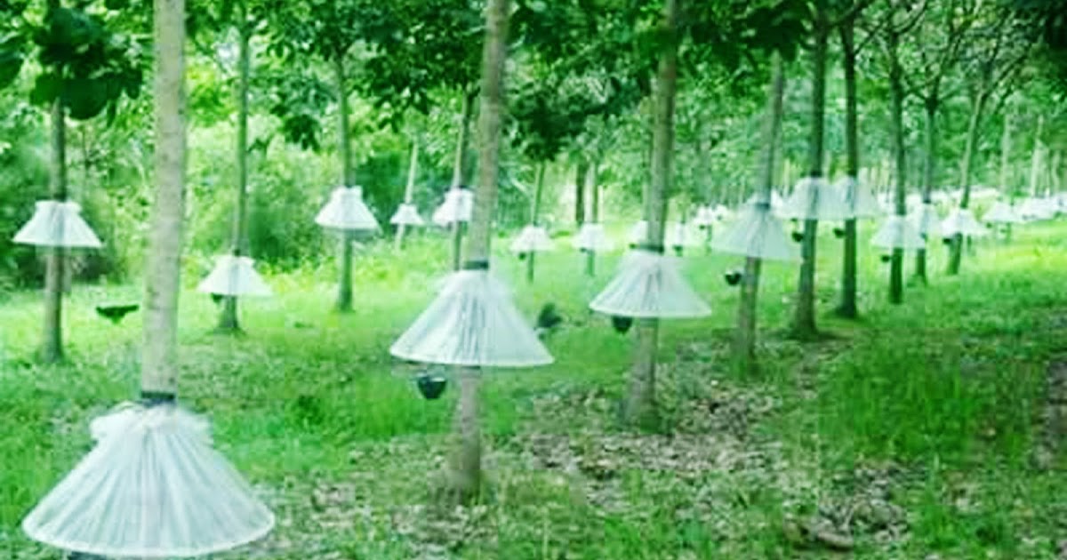 Bicara Mentari: CARA BOLEH MENOREH GETAH PADA HARI HUJAN