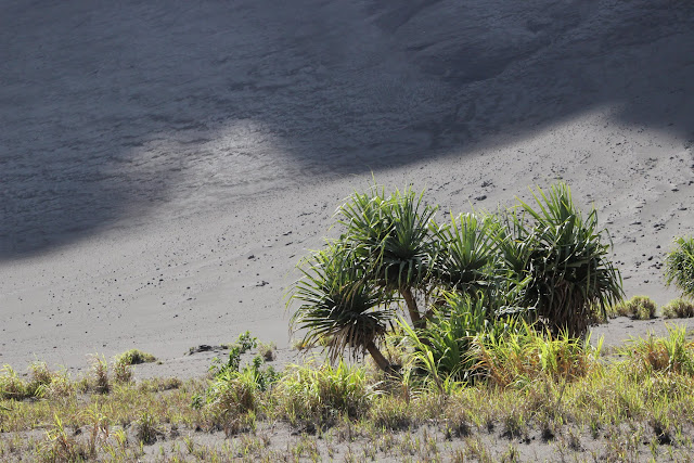 2016090178tanna.JPG