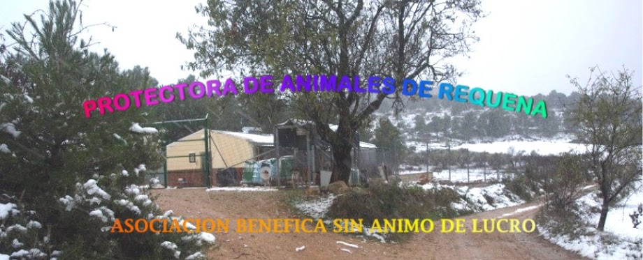 PROTECTORA ANIMALES DE REQUENA