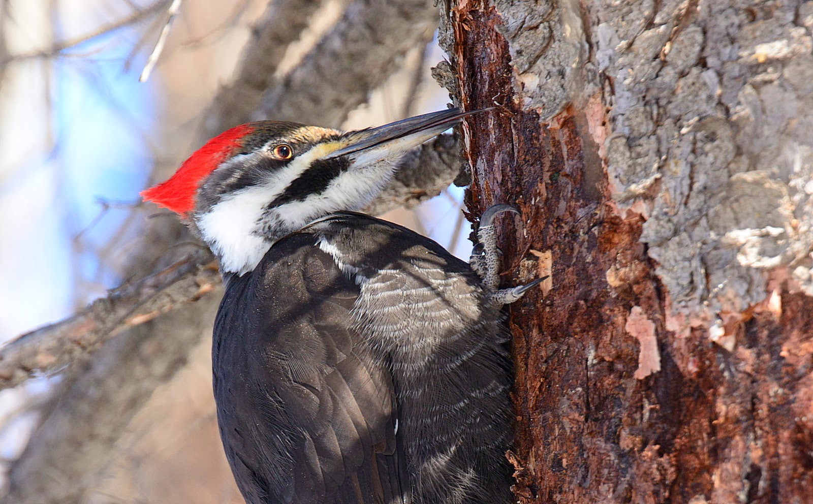 Scott MacLeod's Anthropology of Information Technology & Counterculture