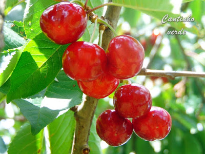 Cultivo e tratamento da Cerejeira