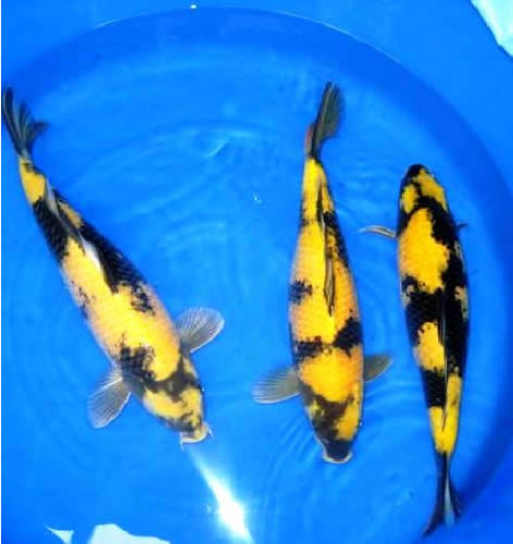 Jenis Ikan Koi yang Cocok Untuk di Taruh di Kolam Rumah Jenis Ikan Koi yang Cocok Untuk di Taruh di Kolam Rumah