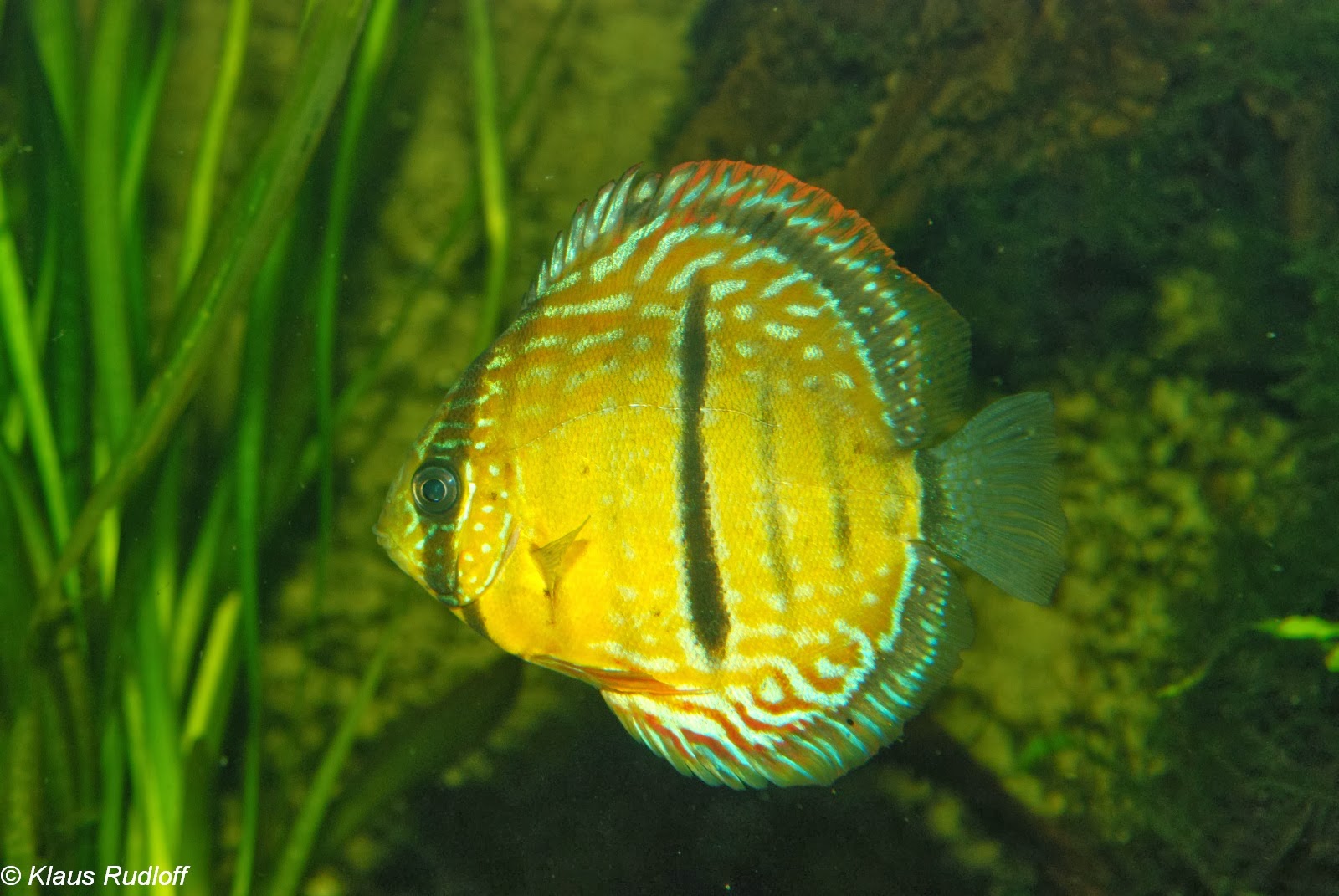fish share: SYMPHYSODON FISH PICTURES 10