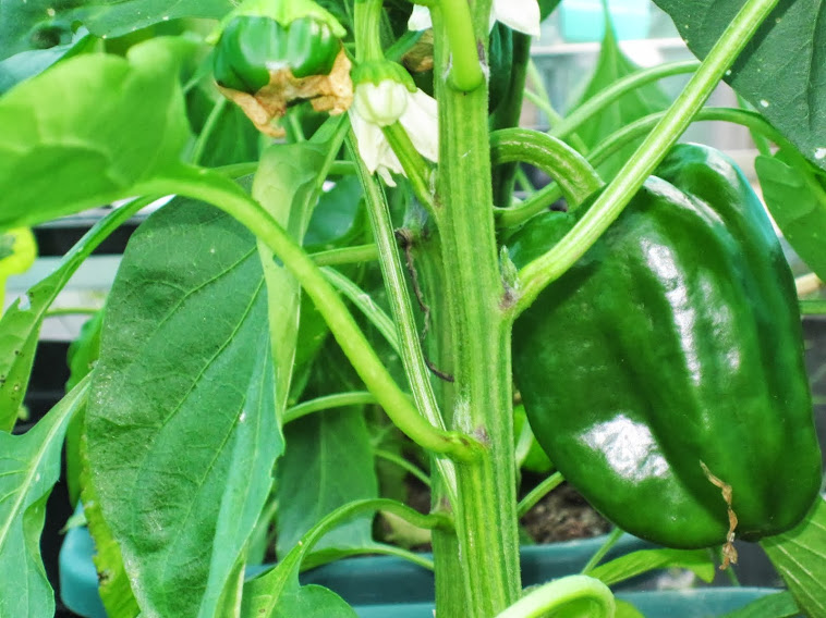 Greenhouse plants