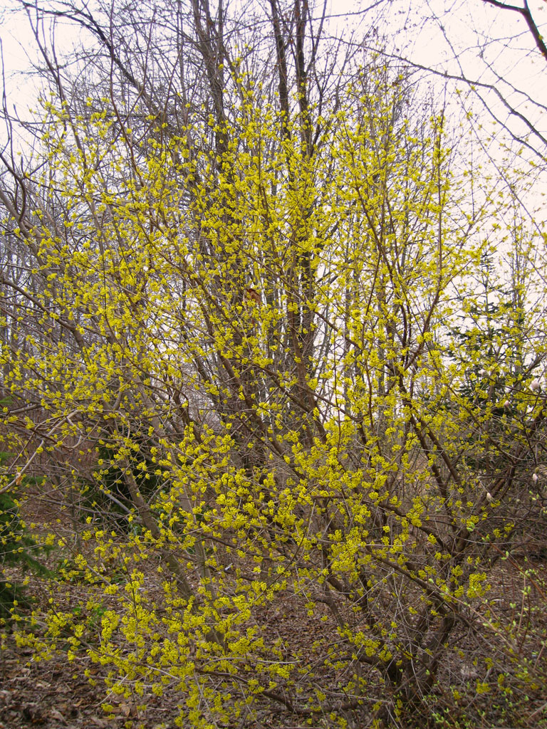 Shrubs Prune And Rejuvenate