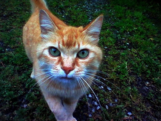 Ginger cat from Oudergem Belgium