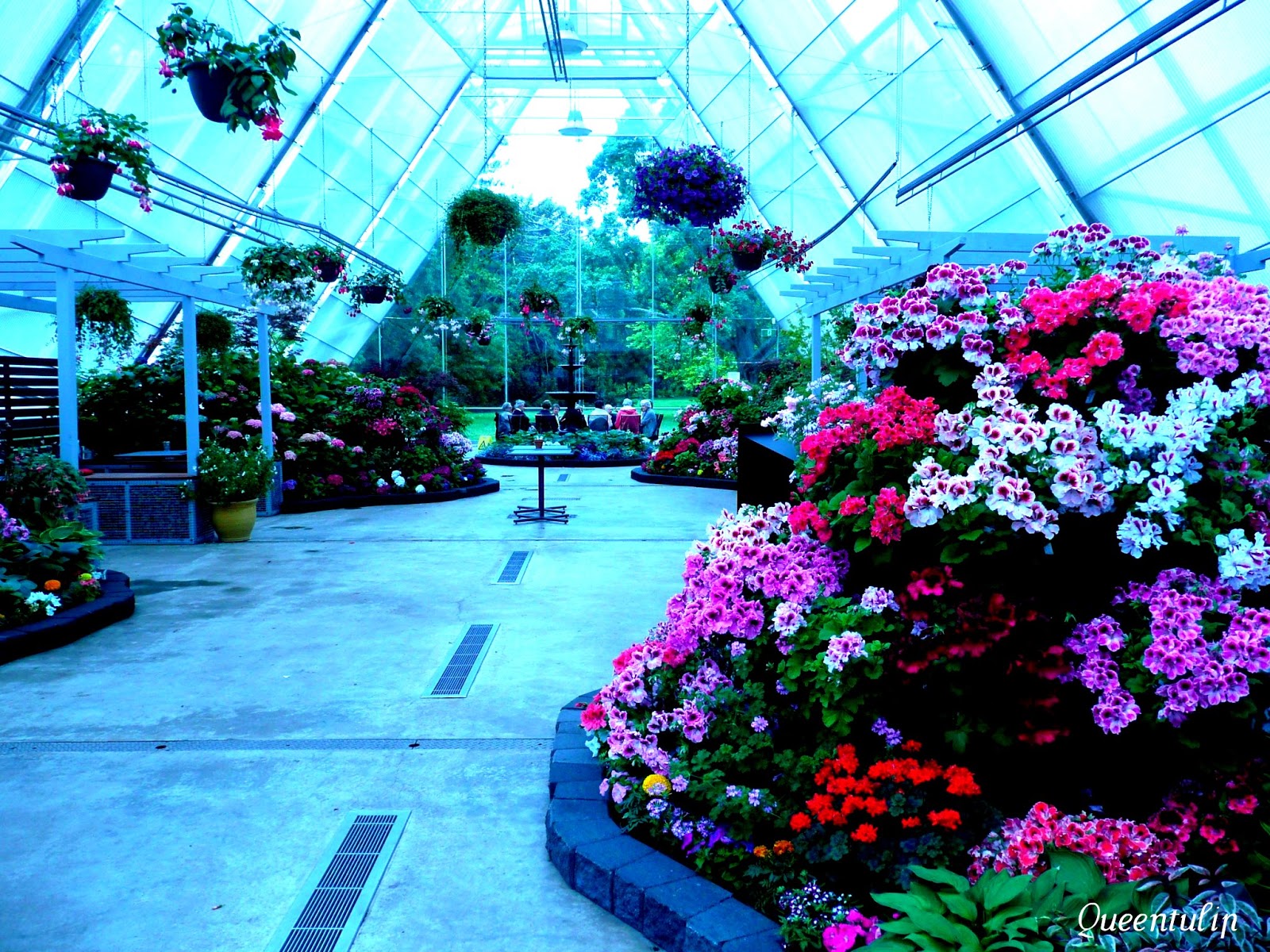 Ballarat Summer Blooms 2012 13 Theme Queentulip