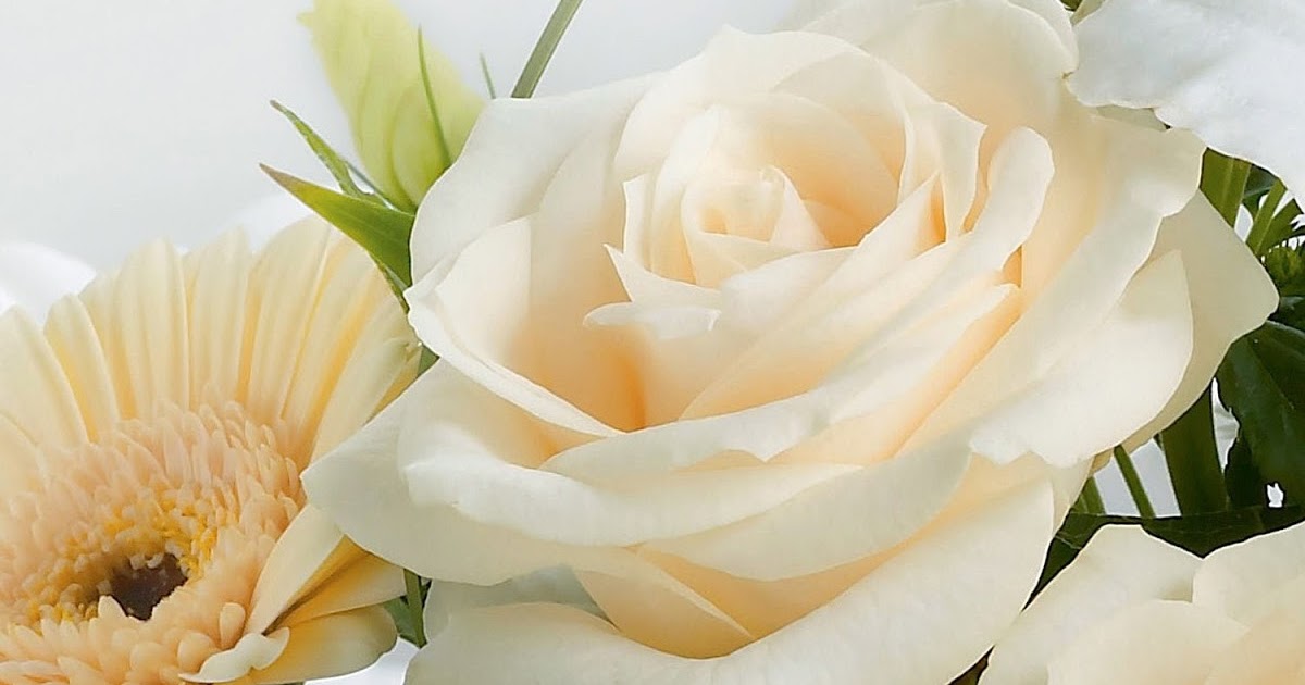 Everything Cream Flowers