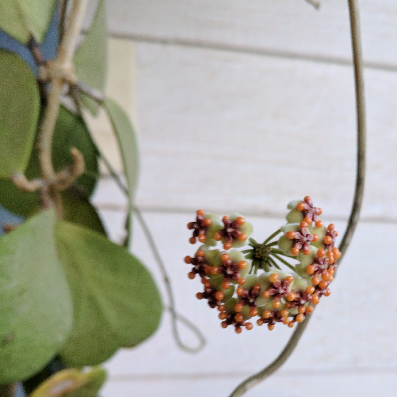 Mahonia Wikivisually