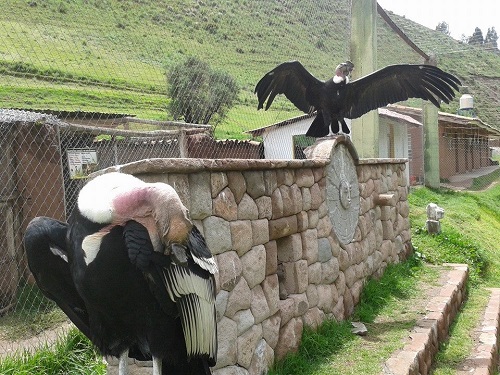 Santuario Animal de Ccochahuasi