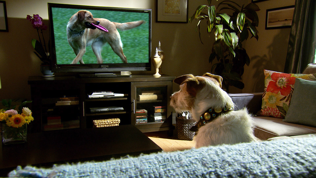 The Dog Watched Television. come this poem, entitled The Dog Watched Televi...