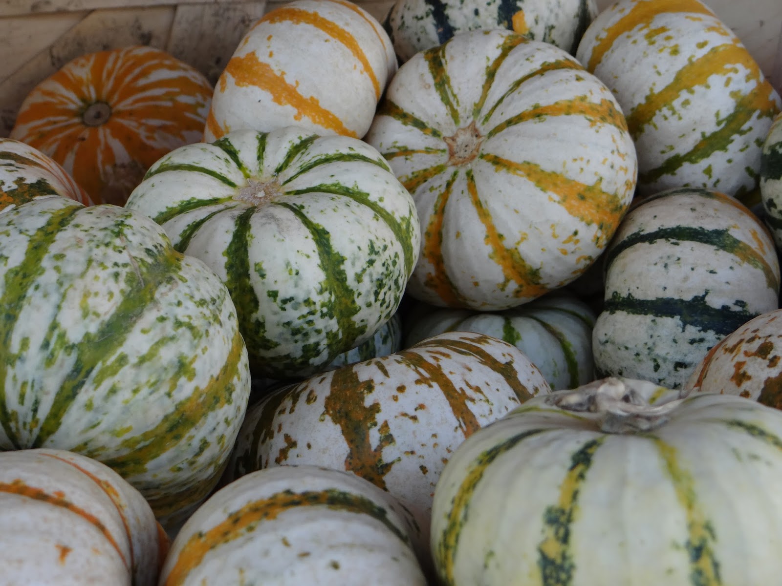 Trader Joe's 365 Day 293 Mini Pumpkins, Gourds, and Mary Day