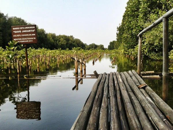  Dalam 10 tahun Mangrove Muara Angke Jakarta Bertambah Jadi 32 ribu