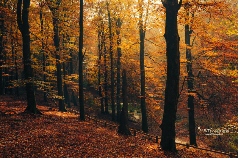 Herfst in het Speulderbos bij Solsche Gat nabij Garderen