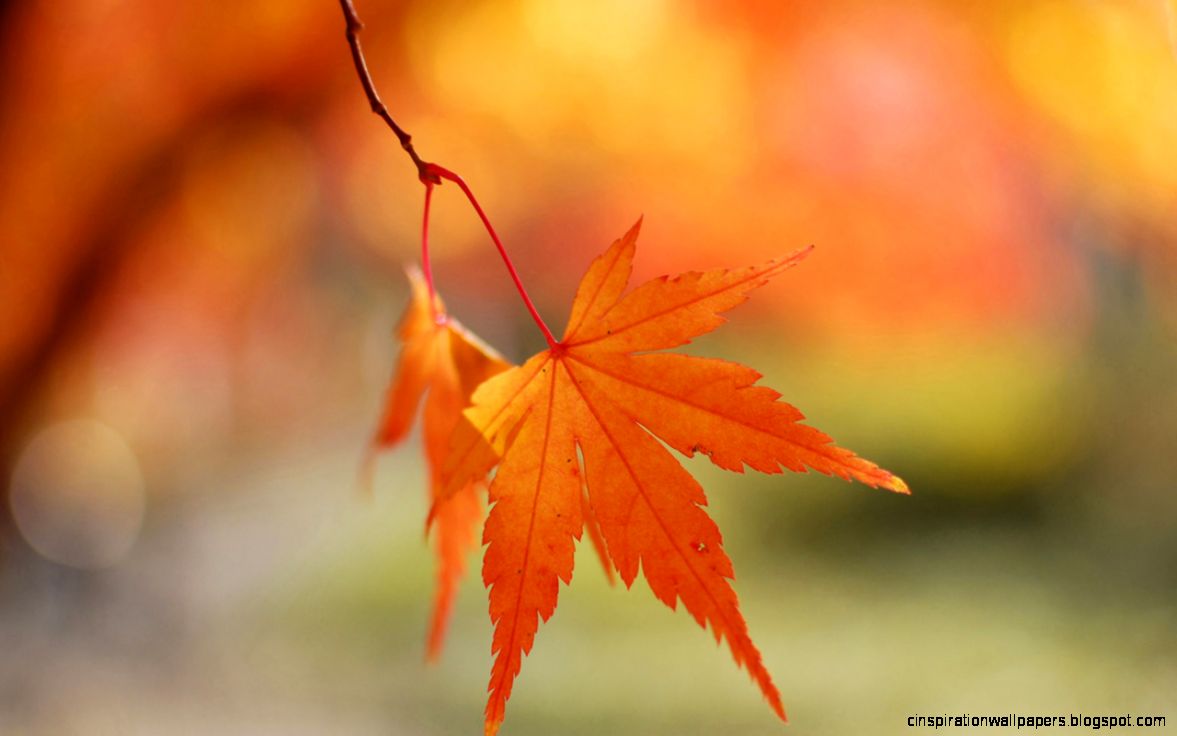 Windows 8 official wallpaper 47 HD Wallpaper Downloads