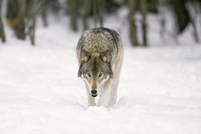Wolf on the hunt