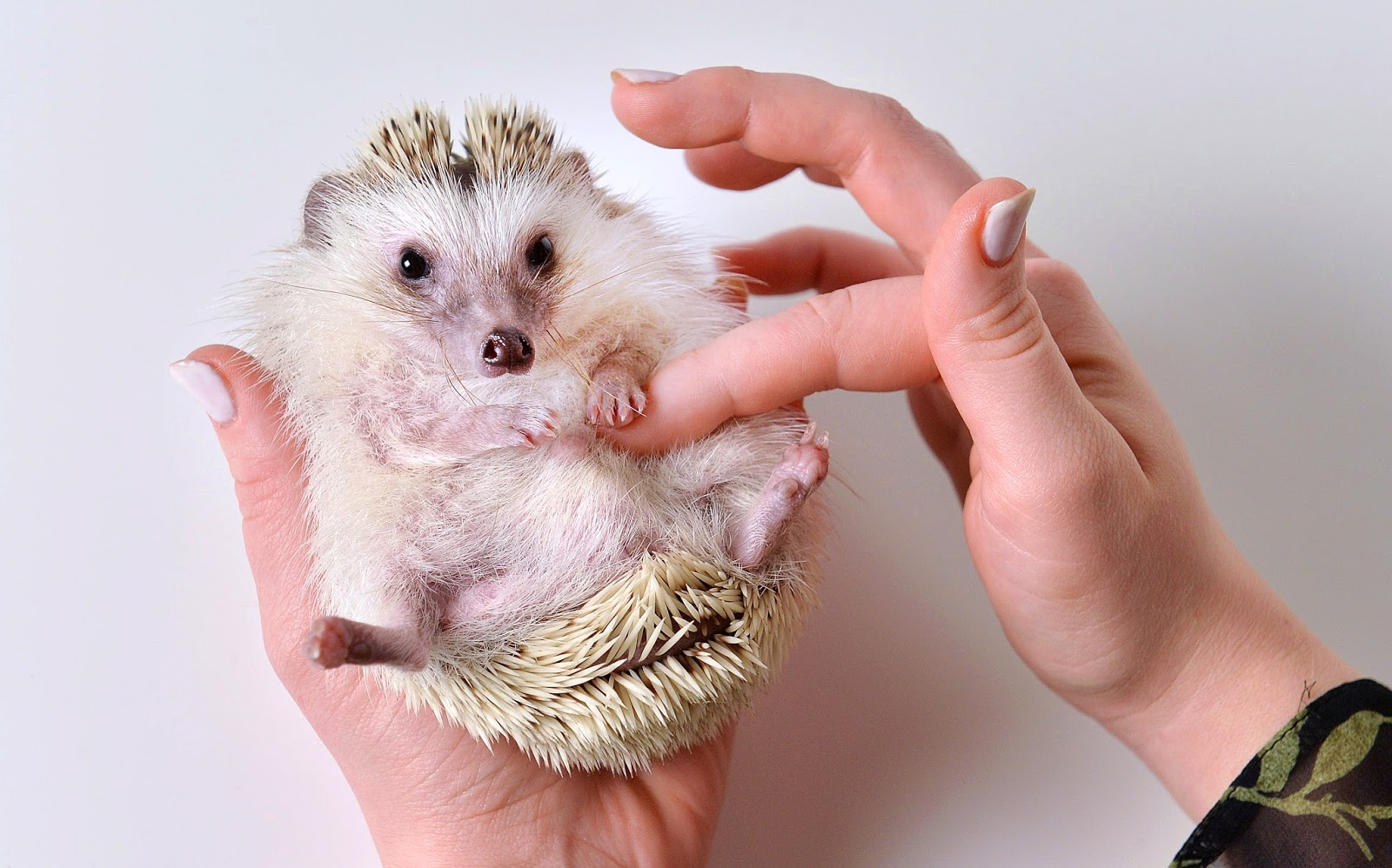An Honest Guide To Owning A Pet Pygmy Hedgehog Slurp Social