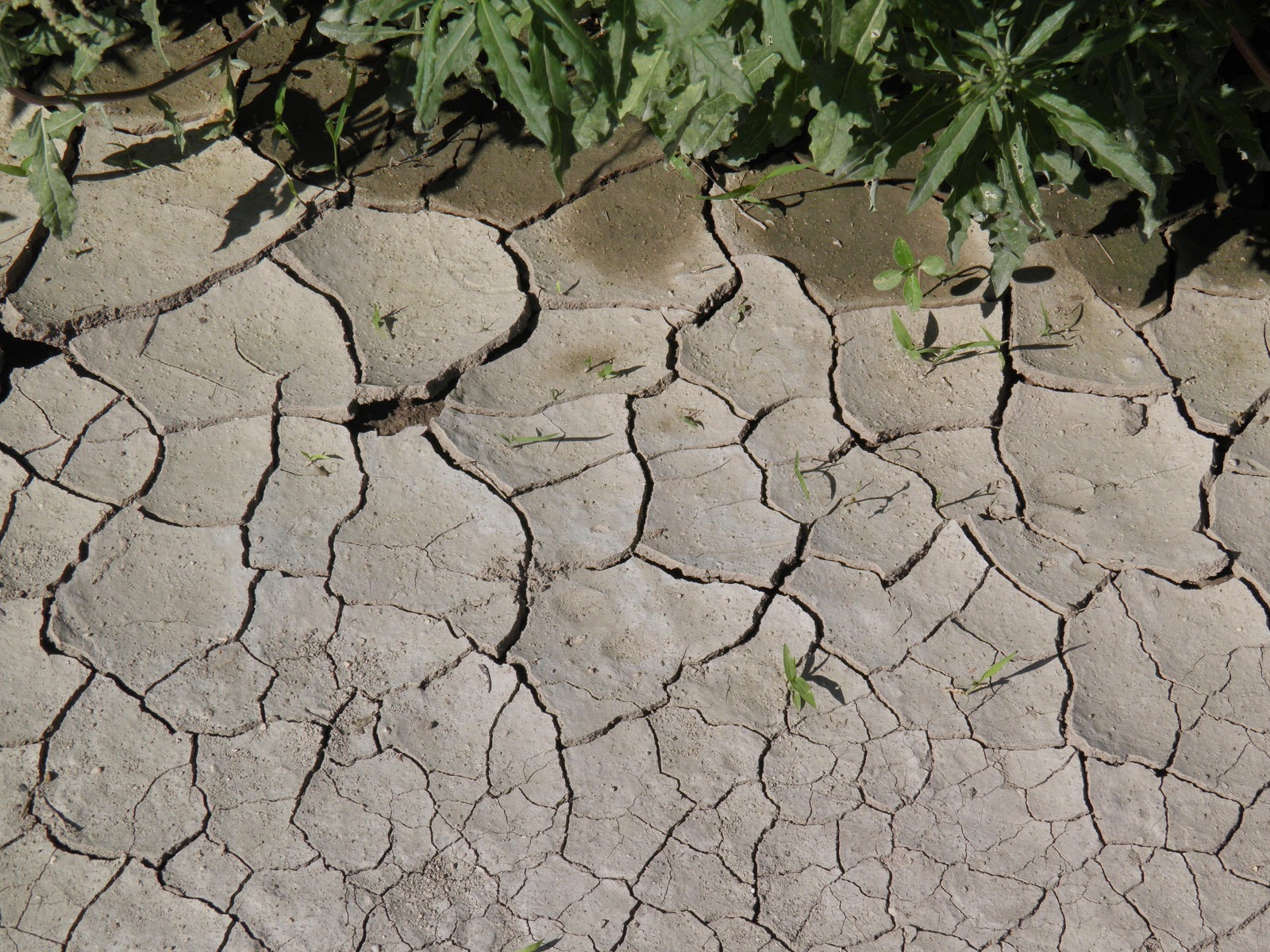 PILLARS HOUSE DIGEST Break Up your Unplowed Ground