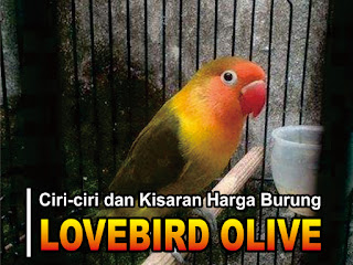 Ciri Ciri Burung Lovebird Jenis Olive Kisaran Harganya Dodo