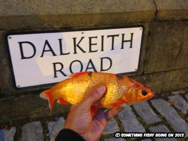 Something Fishy Going On: Species I caught in 2018.