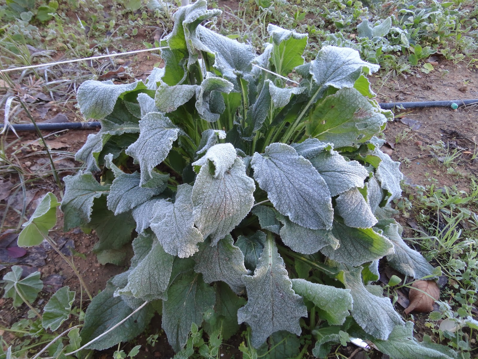 MATA DE BORRAJA TRAS UNA HELADA INVERNAL.