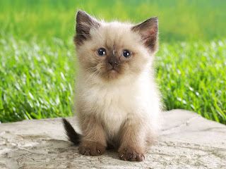 negative self talk, cute cat, persian cat