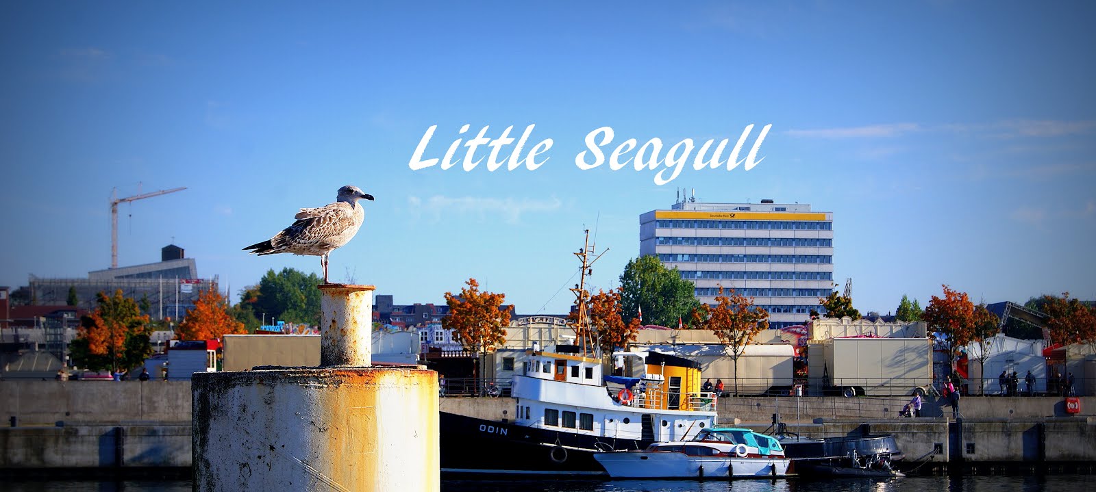 little seagull