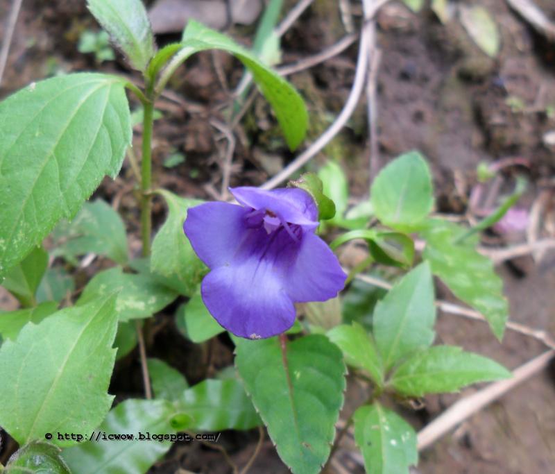 Indian Wishbone Flower Torenia Cordifolia