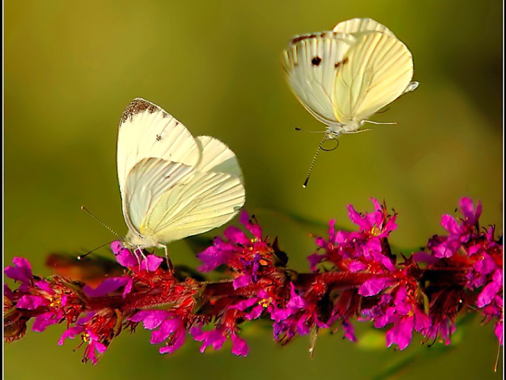 Butterflies and Flowers